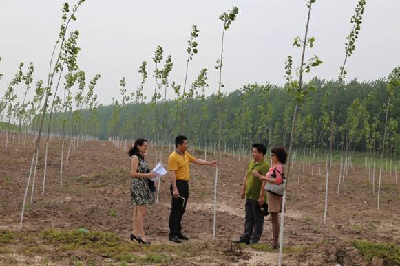 湖北省公安县审计局确保植树造林专项资金落到