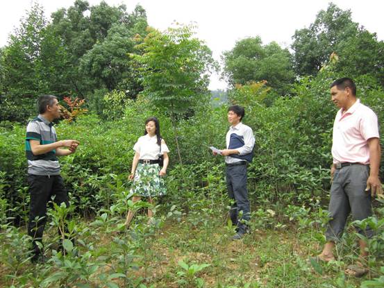 湖北丹江口市审计局加大城市园林绿化工程项目