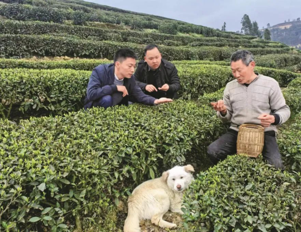 半岛体育官网逐梦之光丨四川省审计厅农业农村审计处：在广阔田野间书写亮丽答卷(图3)