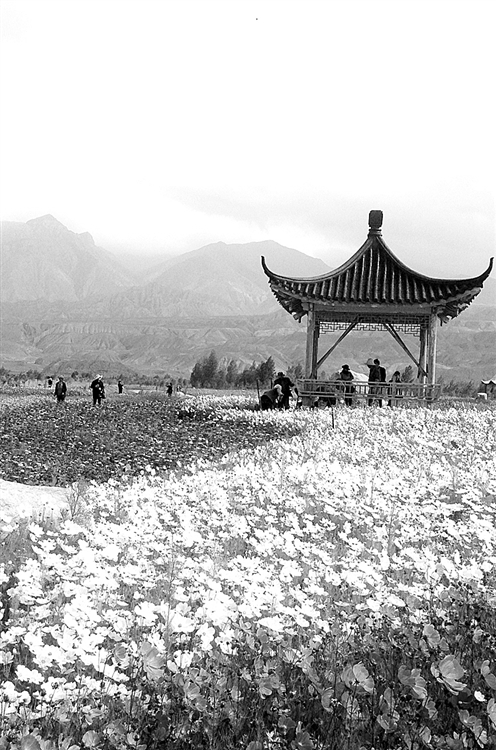 中秋小长假期间,青海省贵德黄河清湿地公园迎来旅游高峰。石晶 摄